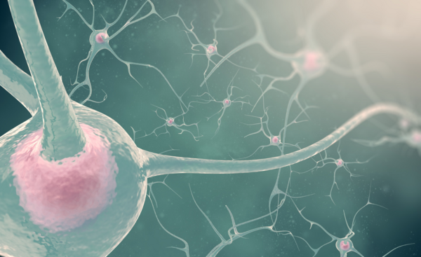 neurologie systeme nerveux 95