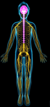 systeme nerveux argenteuil osteopathe
