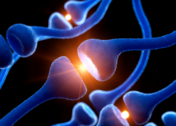 conclusion etude systeme nerveux