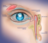 Anatomie canal lacrymal