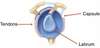 anatomie epaule argenteuil
