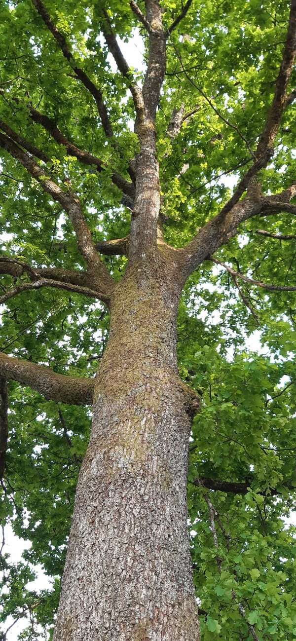 Laisser faire l'intelligence du corps 